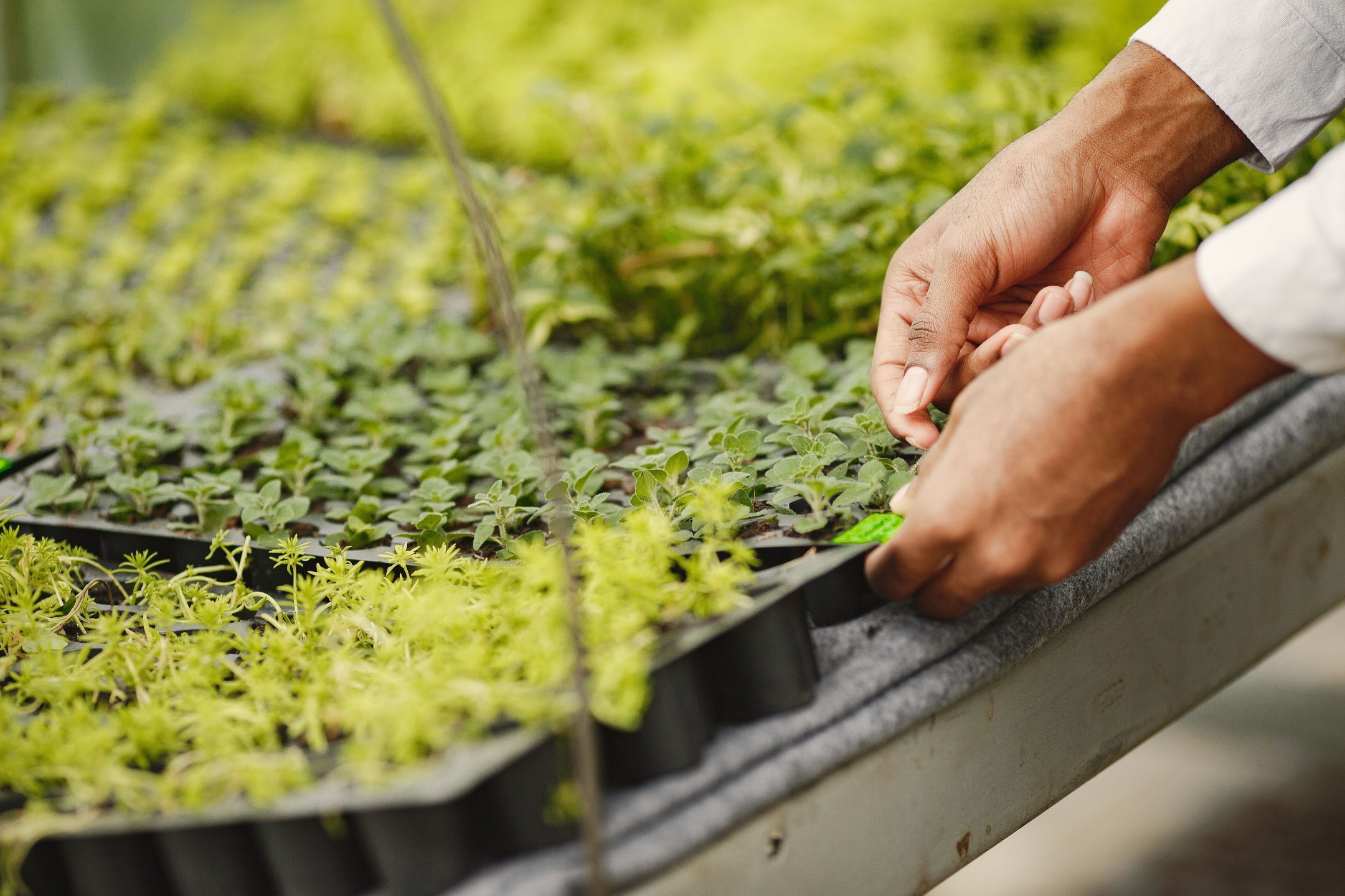 Gartenbauer setzt Pflanzen bei der Gestaltung eines Gartens